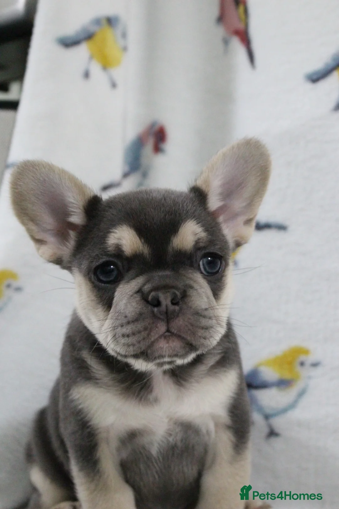French Bulldog dogs for sale: French Bulldog puppies - Advert 7