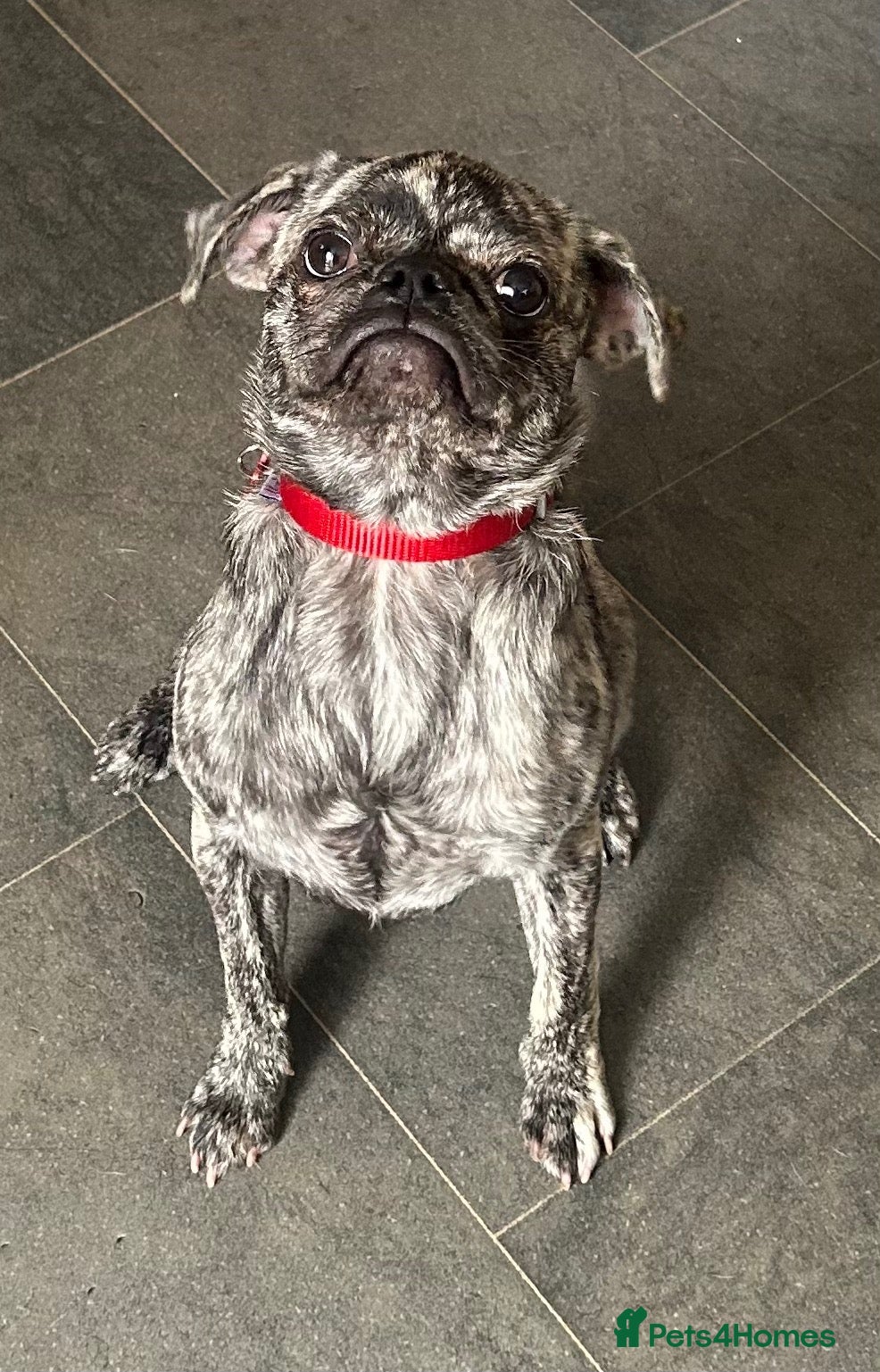 Frug dogs Beautiful female frug  - Advert 10