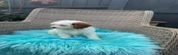 Cavapoo dogs for sale:  2 Beautiful Cavapoo Boys  - Advert 5