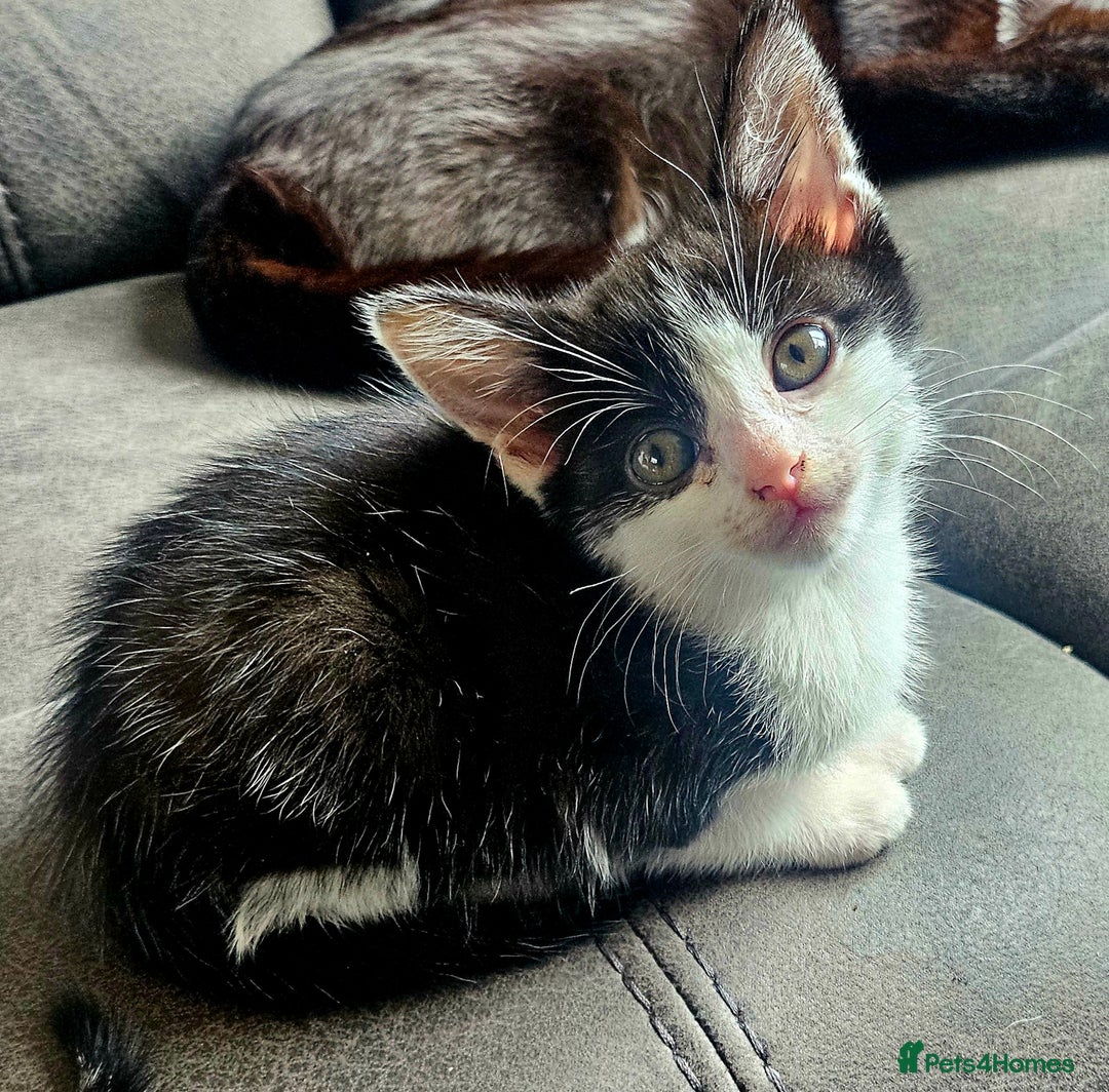British Shorthair cats for sale: Kitten ready to go  - Image 1