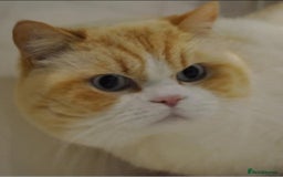 British Shorthair cats for sale: British Shorthair Red Bi Pointed  - Image 2