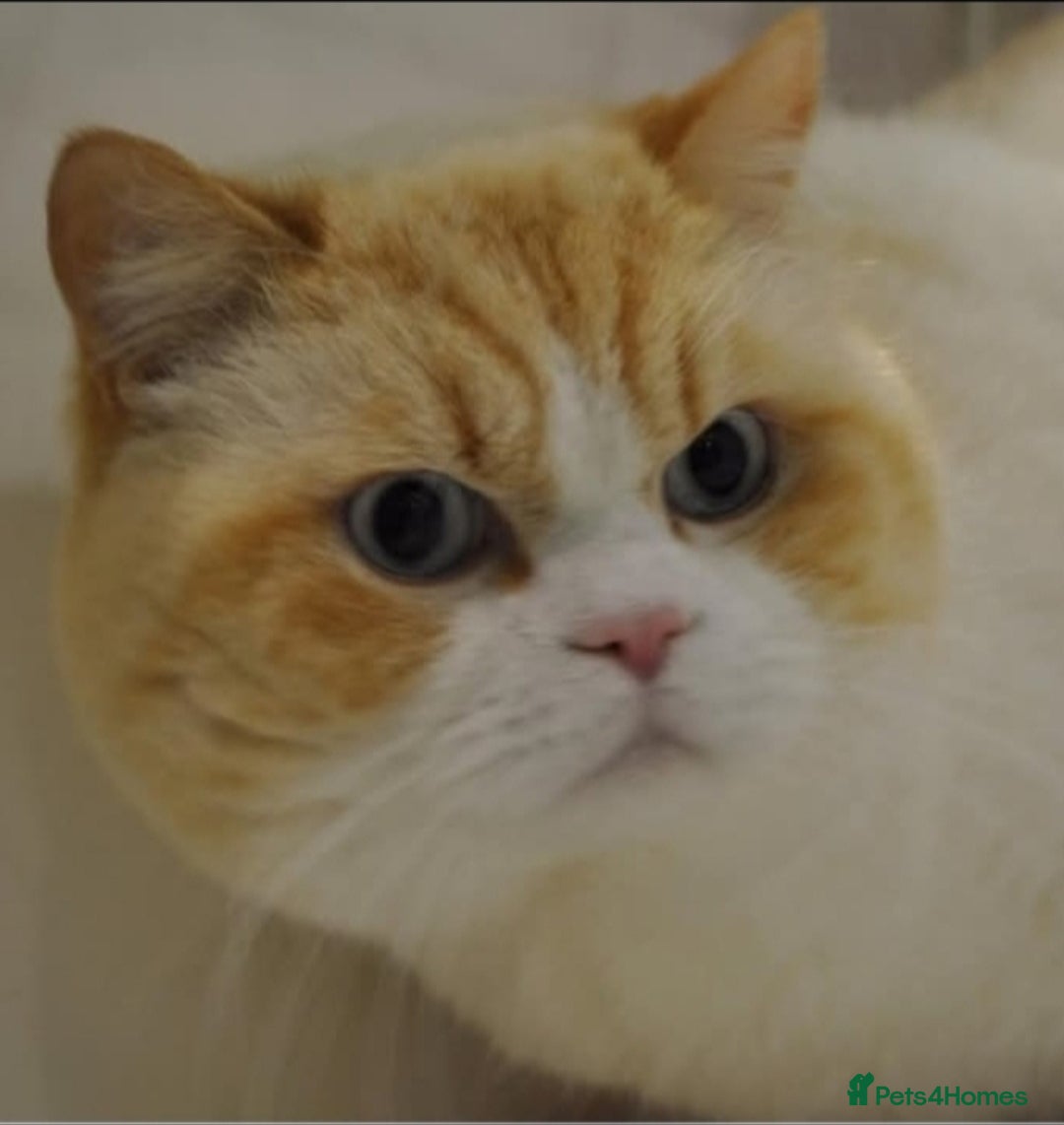 British Shorthair cats for sale: British Shorthair Red Bi Pointed  - Image 2