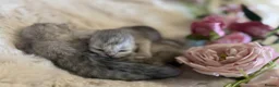 British Longhair cats for sale: Stunning Silver Tipped Longhair Kittens - Advert 6