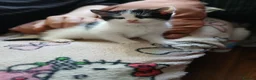 Mixed Breed cats for sale: Cute fluffy little kitten - Advert 7