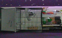 Hamster rodents for sale: I'm selling a male and female that live together   - Advert 1