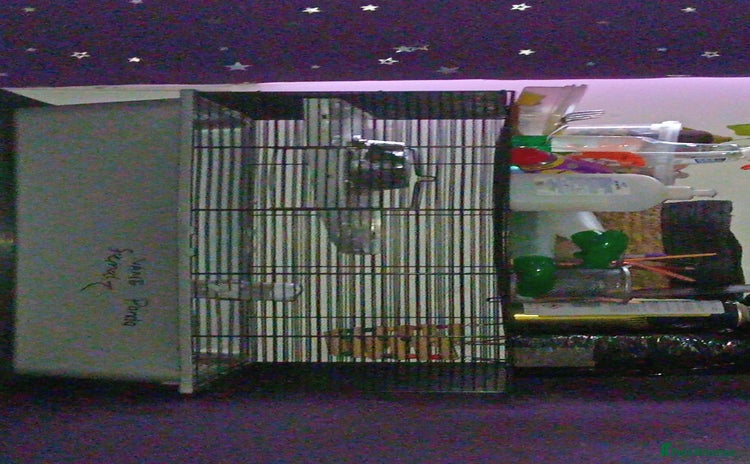 Hamster rodents I'm selling a male and female that live together   - Advert 1