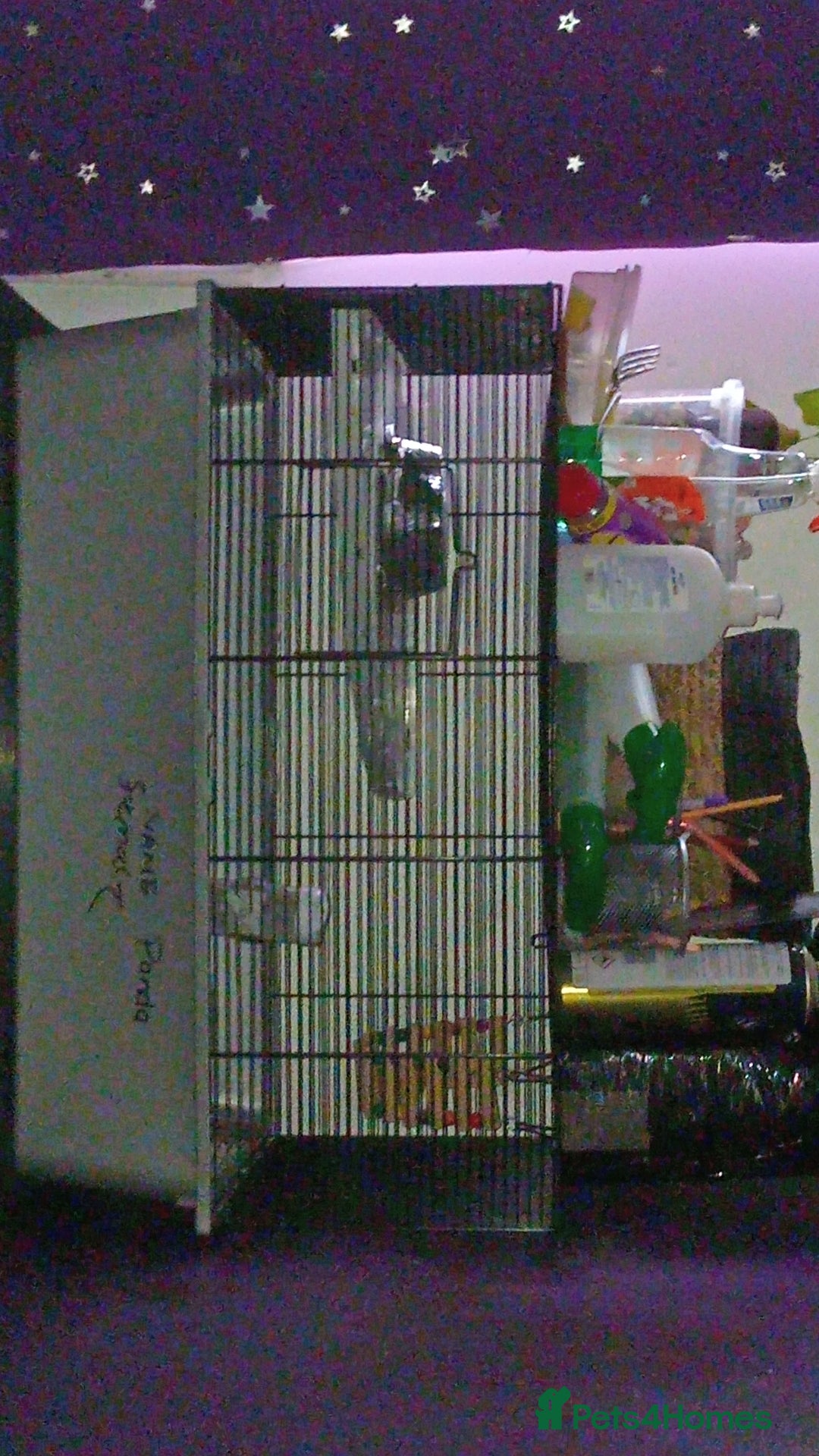 Hamster rodents for sale: I'm selling a male and female that live together   - Advert 1