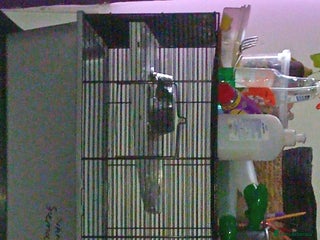 Hamster rodents I'm selling a male and female that live together - Advert 16