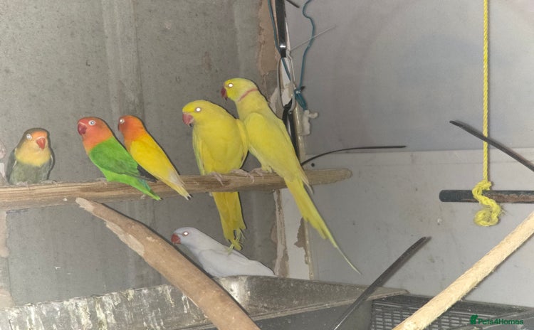 Lovebirds birds - Advert 2
