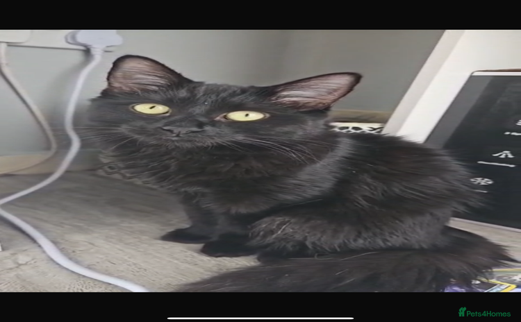 Domestic Shorthair cats - Advert 1
