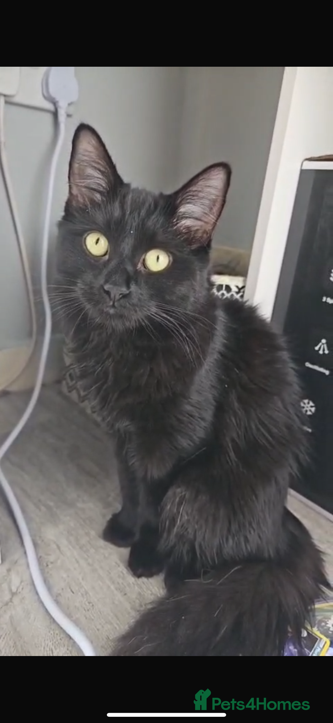 Domestic Shorthair cats for sale: I wanna find some good houses for my cat - Image 1