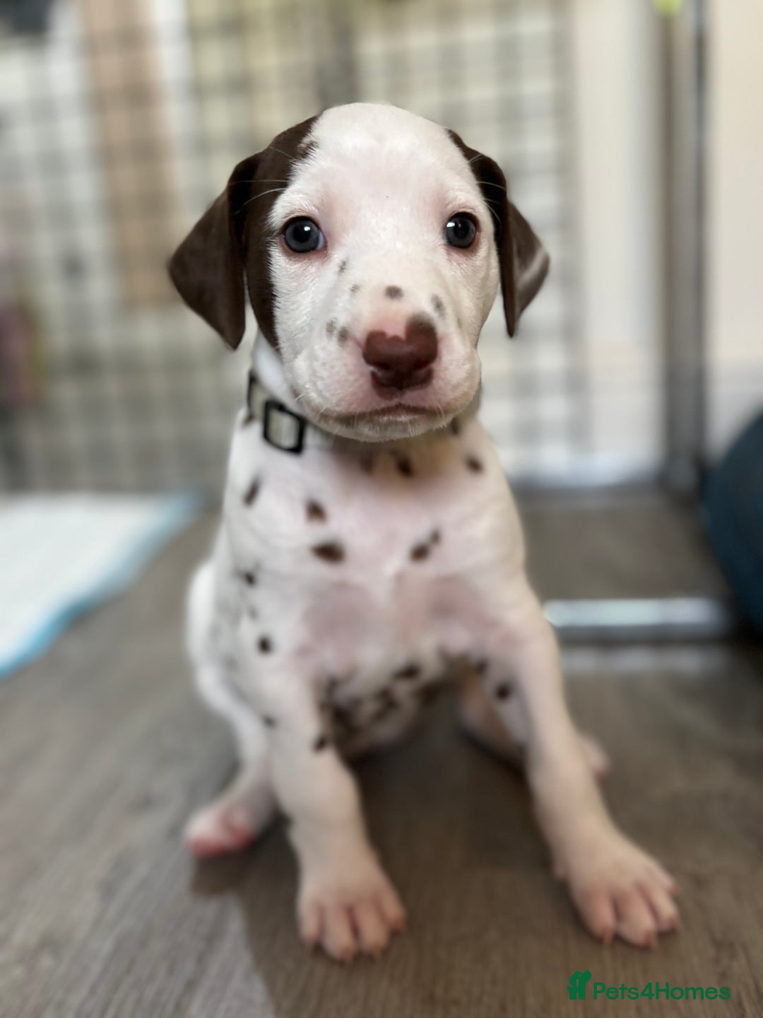 Dalmatian dogs for sale: Stunning mixed litter of Dalmatians  - Image 3