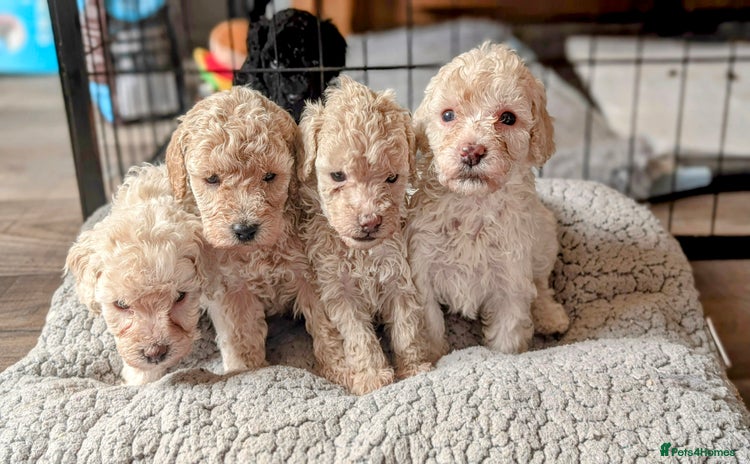Toy Poodle dogs - Advert 15