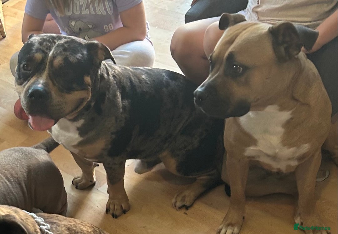 Mixed Breed dogs for sale: Pocket bully - Image 8