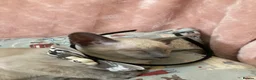 Siamese cats for sale: Siamese kittens - Advert 13