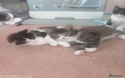 Mixed Breed cats for sale: 9 adorable Disney kitten couples  - Image 25