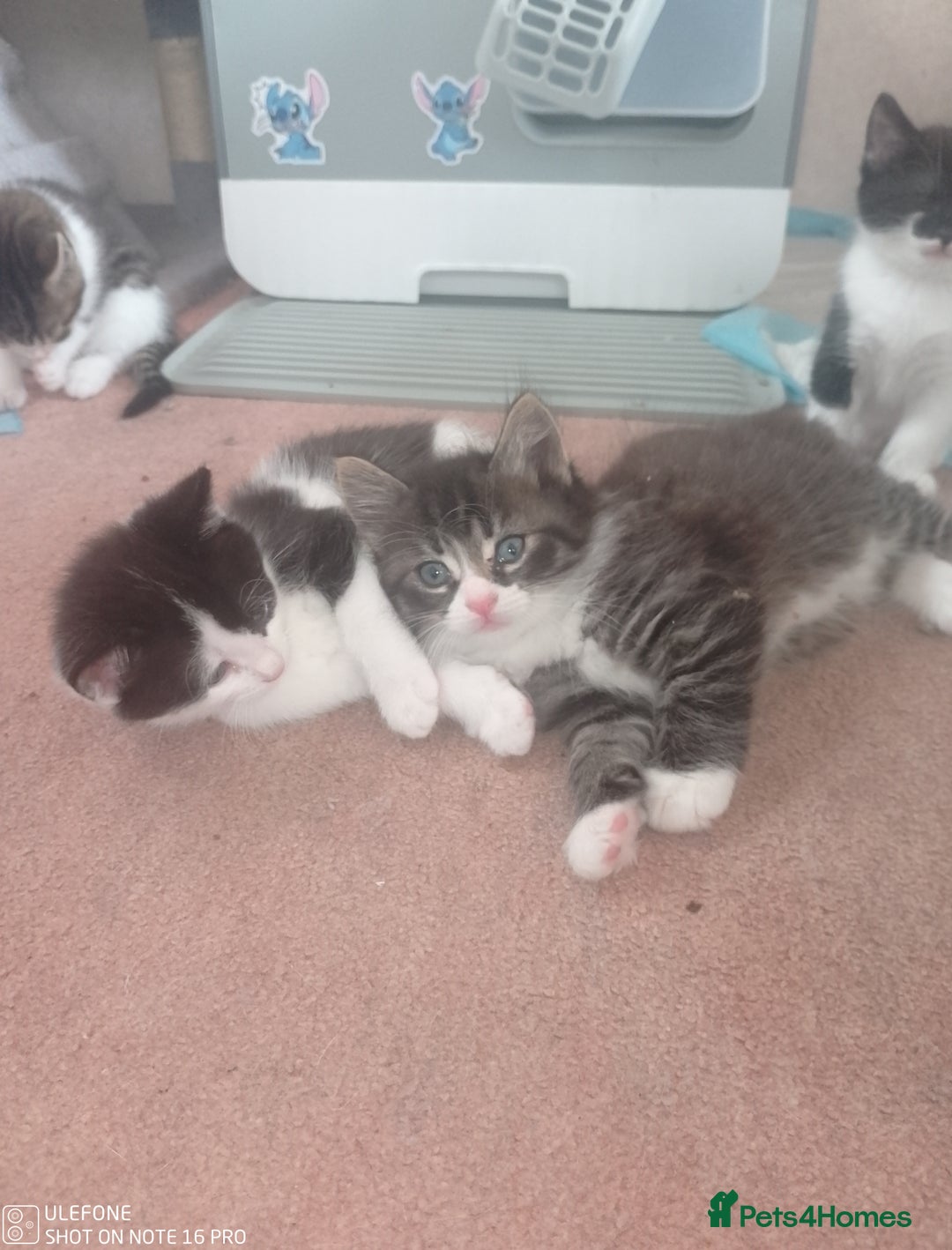 Mixed Breed cats for sale: 9 adorable Disney kitten couples  - Image 25