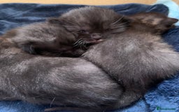 Domestic Shorthair cats for sale: Tabby kittens for sale - Image 16