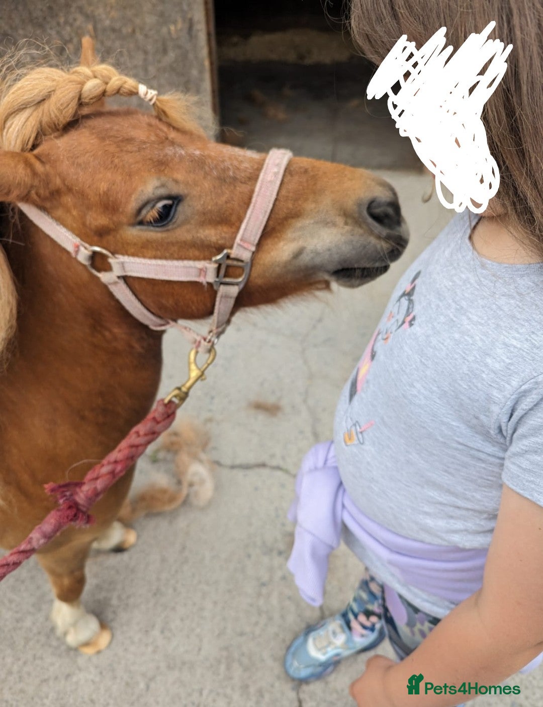 Shetland pony horses for sale: Lovely minature shetland gelding - Advert 2