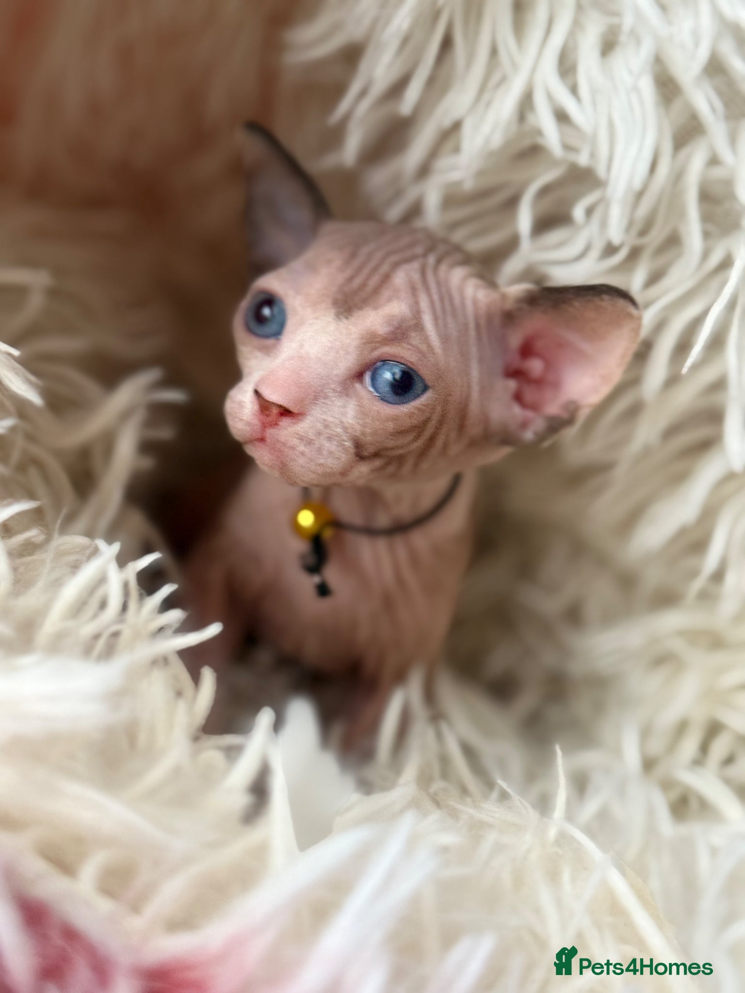 Sphynx cats Beautiful babies! 1 male 3 females ♥️ - Advert 1