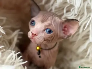 Sphynx cats Beautiful babies! 1 male 3 females ♥️ - Advert 1