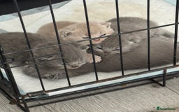 British Shorthair cats for sale: British shorthair kittens up for sale  - Image 4