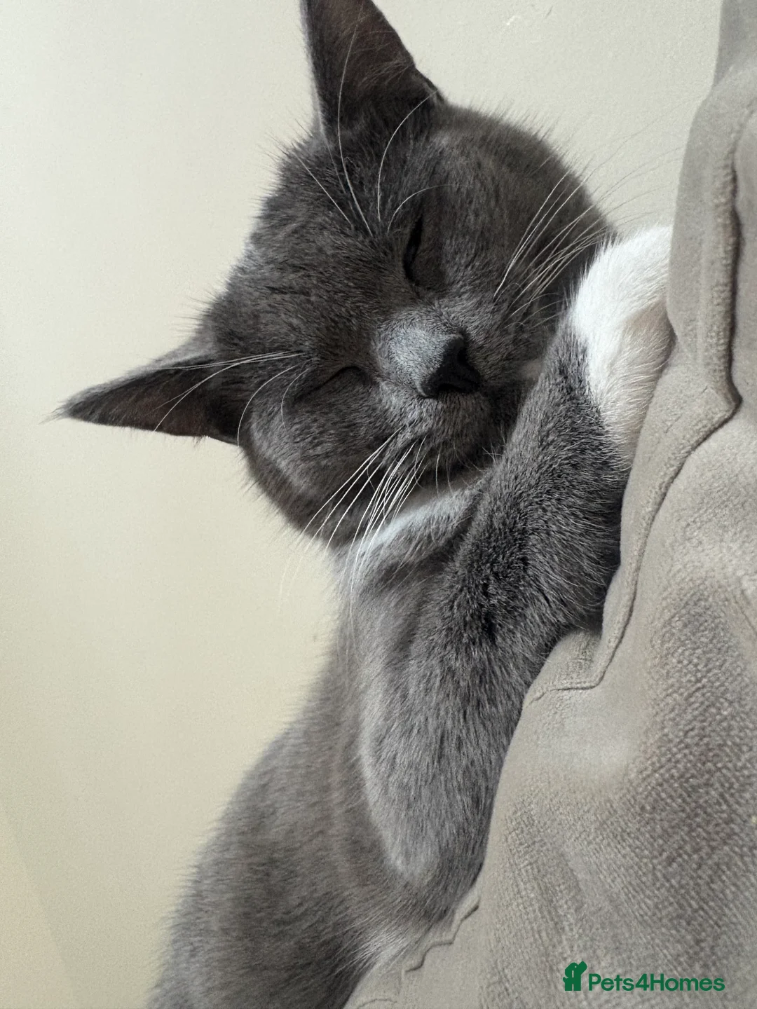 Mixed Breed cats for sale: Mother and daughter  - Advert 7