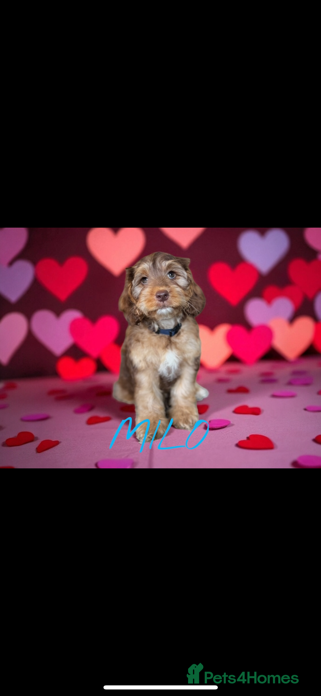 Miniature Poodle dogs for stud: Chocolate phantom miniature poodle stud - Advert 7