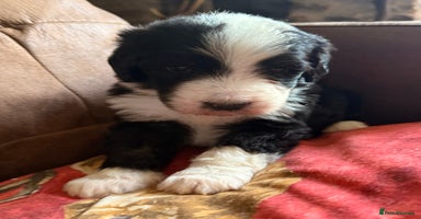 Bernedoodle dogs - Advert 2