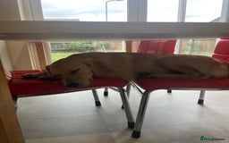 Golden Retriever dogs for sale: 7 month old Puppy looking for a Special Home  - Image 10