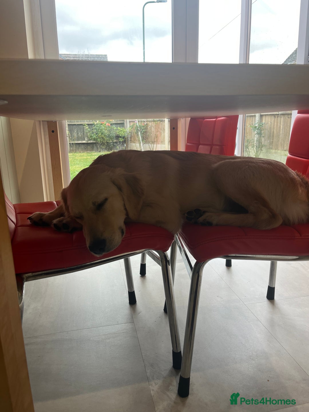 Golden Retriever dogs for sale: 7 month old Puppy looking for a Special Home  - Image 10