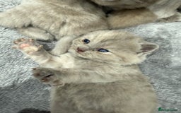 British Shorthair cats for sale: Champions bloodline British Shorthair Kittens! 🐾  - Image 8