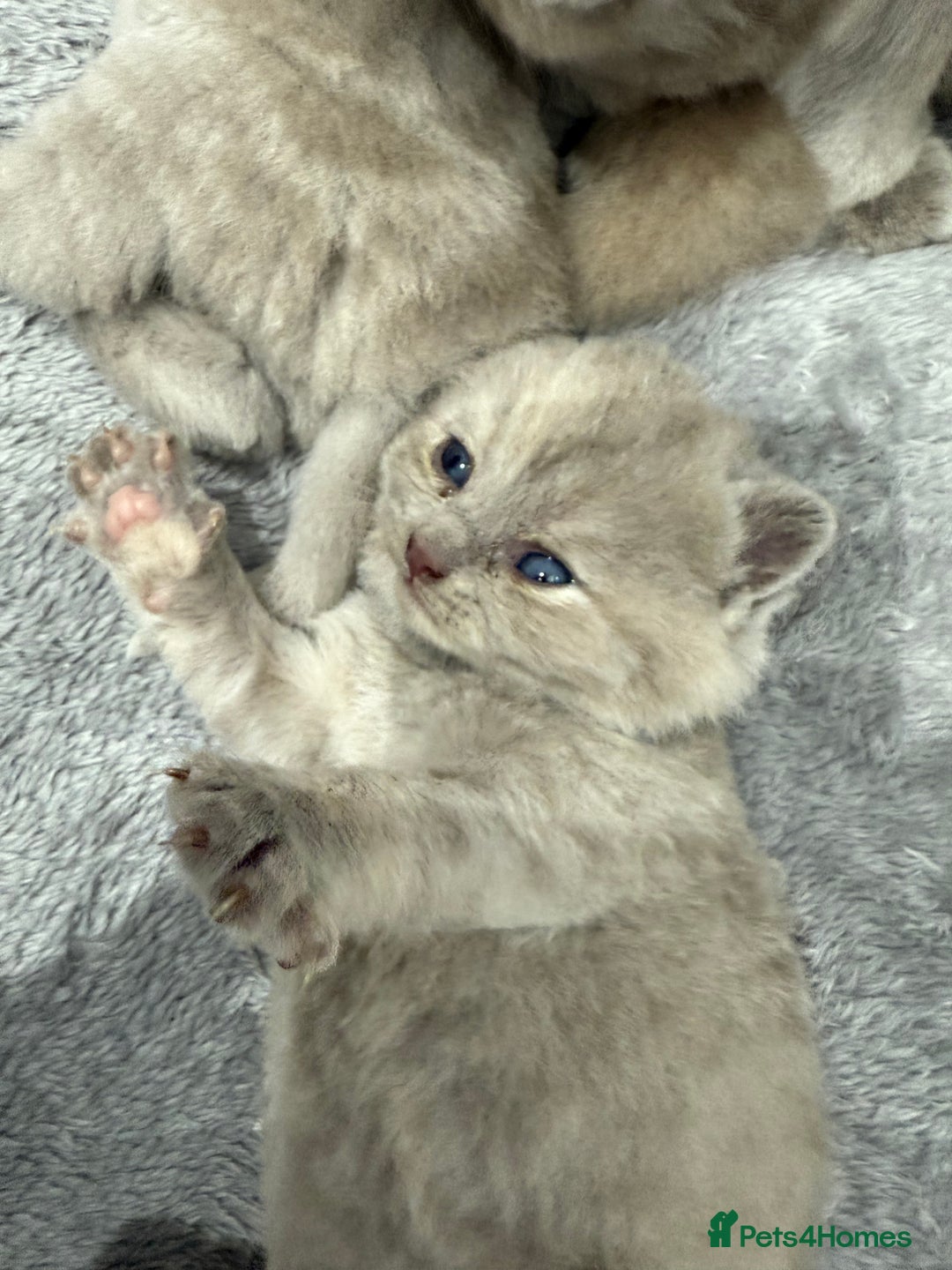 British Shorthair cats for sale: Champions bloodline British Shorthair Kittens! 🐾  - Image 8