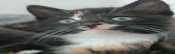 Mixed Breed cats for sale: 5 beautiful kittens for sale - Advert 13