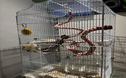 Cockatiels birds for sale: Cockatiel Parrot for Sale - Image 4