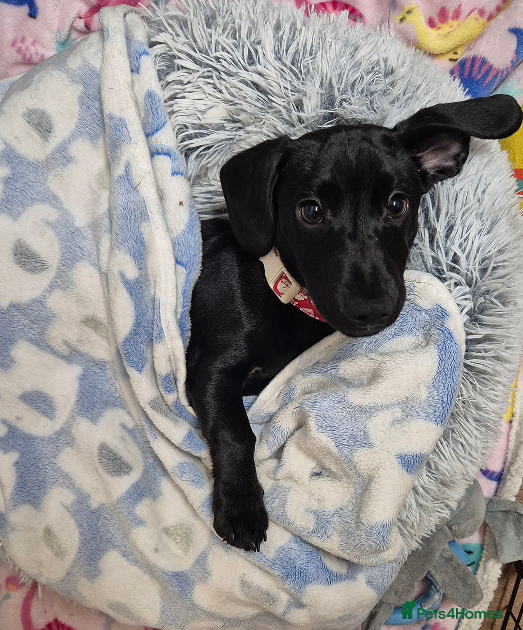 Mixed Breed dogs for sale: Puppy - Advert 2