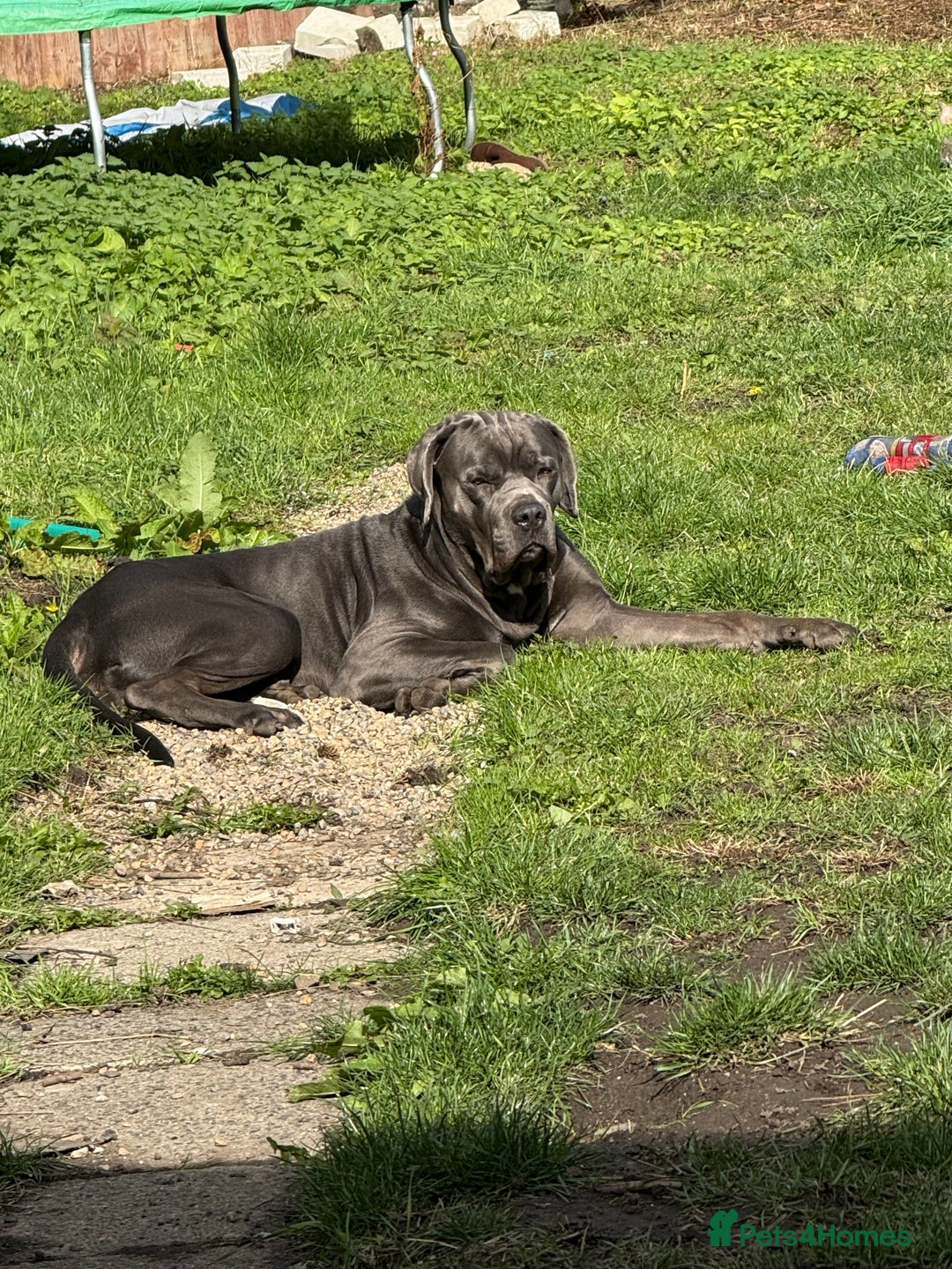 Cane Corso dogs for sale: Thanos - Advert 2