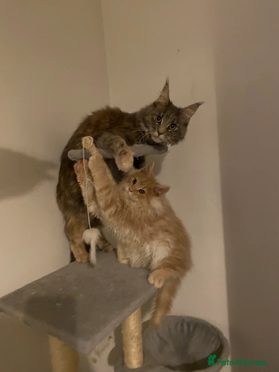 Maine Coon cats for stud: Alphie Maine coon STUD in Atherstone - Advert 9