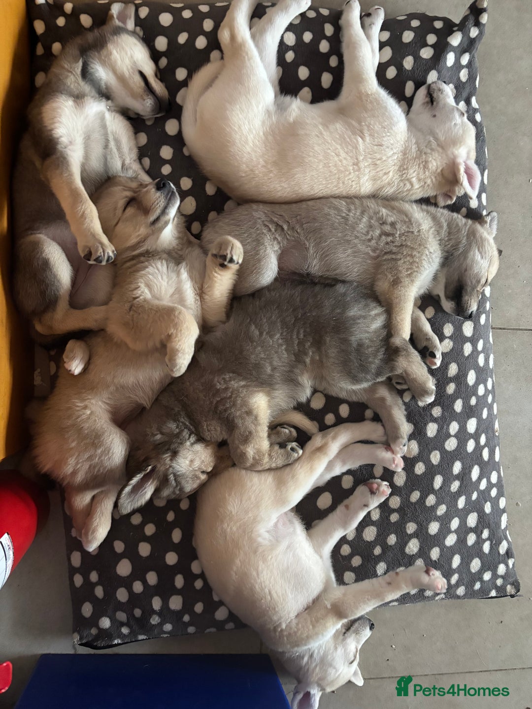 Pomsky dogs for sale: ✨ Adorable Blue-Eyed Pomsky Pups, 11 Weeks Old - Image 24
