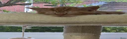 Domestic Shorthair cats for sale: Playful ginger boy,  - Advert 16