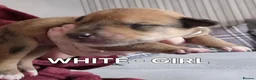 Mixed Breed dogs for sale: Kelpie x Collie Puppies - Advert 3