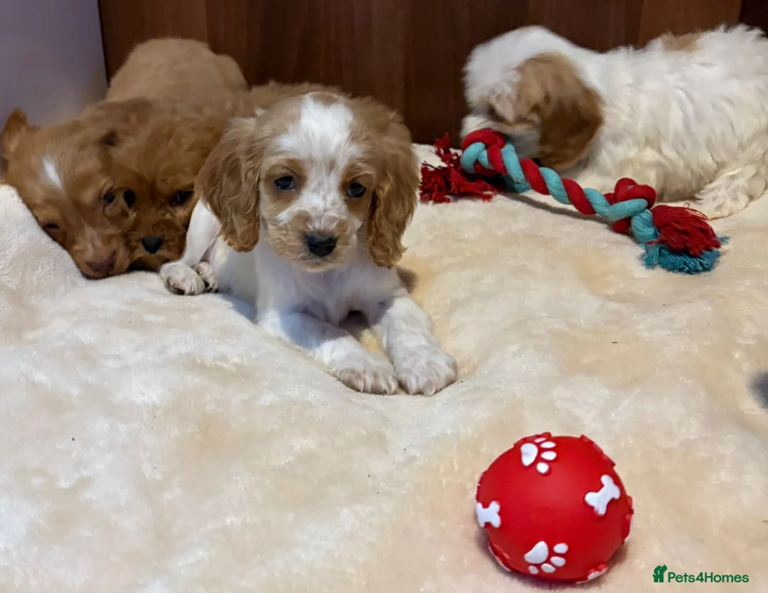 Cockalier dogs for sale: Adorable cockaliers  - Advert 14