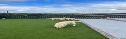 Golden Retriever dogs for sale: Kc registered health tested parents  - Advert 20