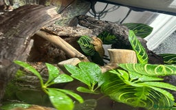 Gecko reptiles for sale: Male Crested Gecko & Bioactive Terrarium  - Image 2