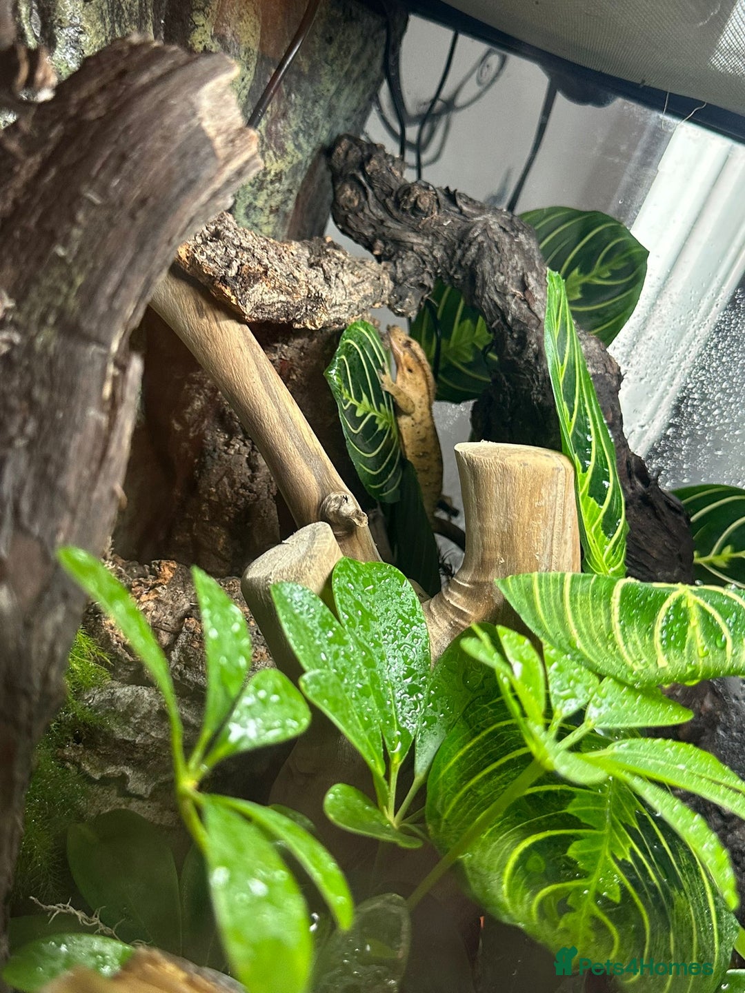 Gecko reptiles for sale: Male Crested Gecko & Bioactive Terrarium  - Image 2