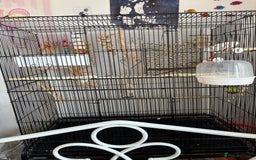 Budgerigars birds for sale: Bonded pair of budgies 7 months old, XL cage - Image 5