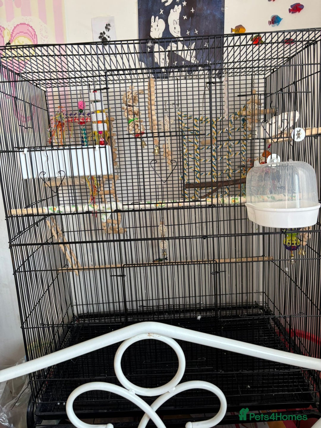 Budgerigars birds for sale: Bonded pair of budgies 7 months old, XL cage - Image 5