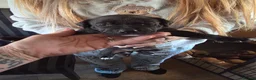 Staffordshire Bull Terrier dogs for sale: 5 beautiful staffordshire bull terriers in Dewsbury - Advert 3