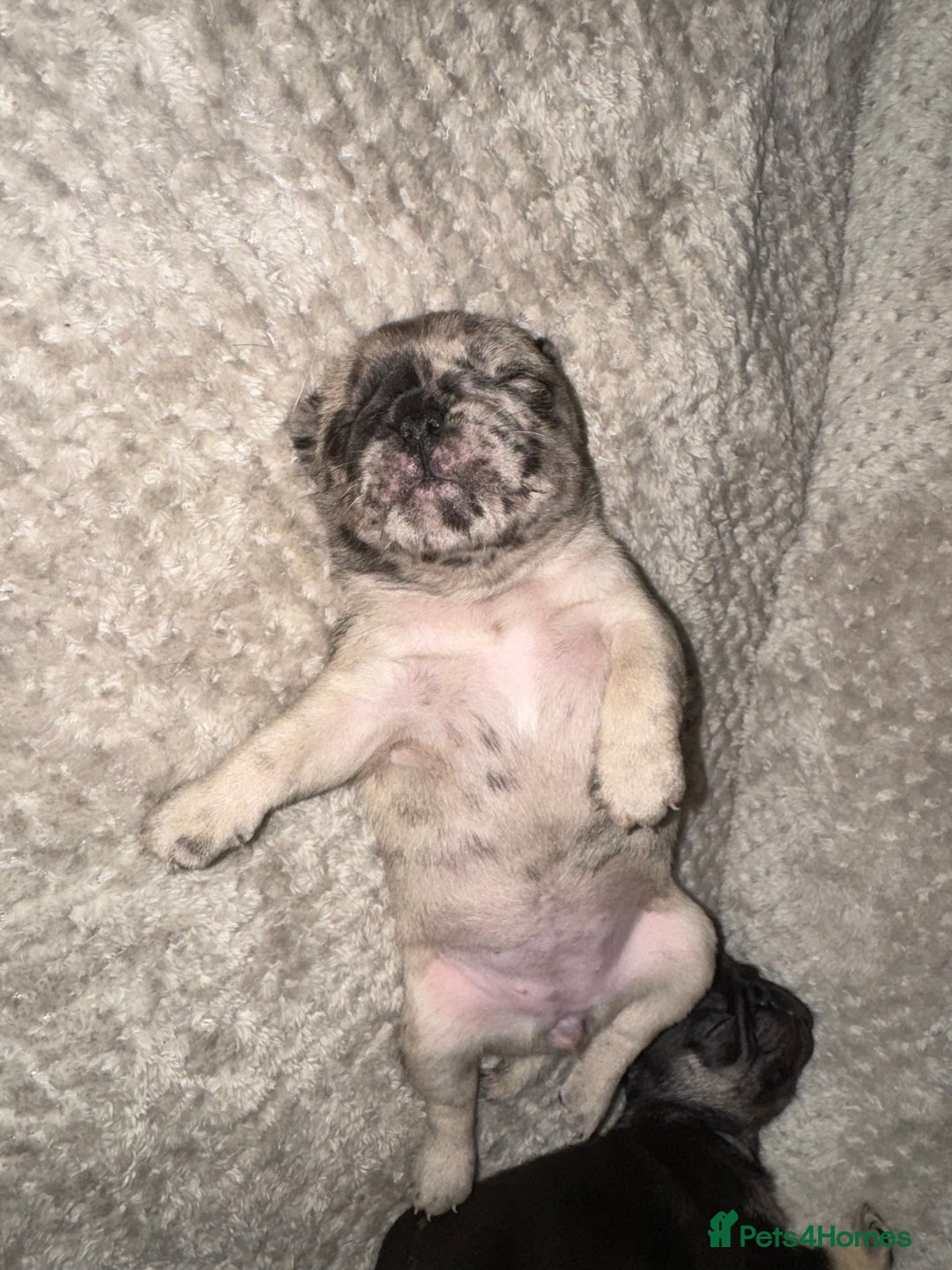 Frug dogs for sale: Pug/frenchie  - Advert 12