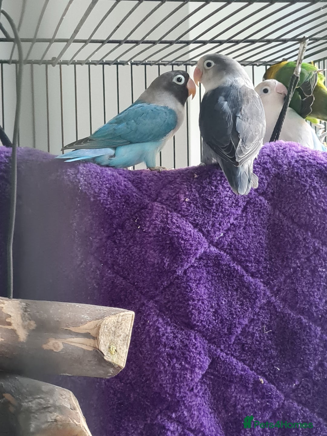 Lovebirds birds for sale: Fishers Lovebirds  - Image 6
